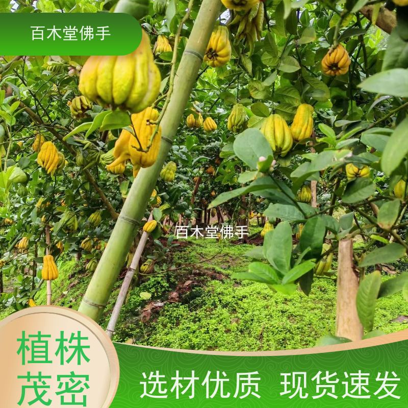 百木堂 广佛手苗 枝叶紧密 美丽多姿 园林景区栽植