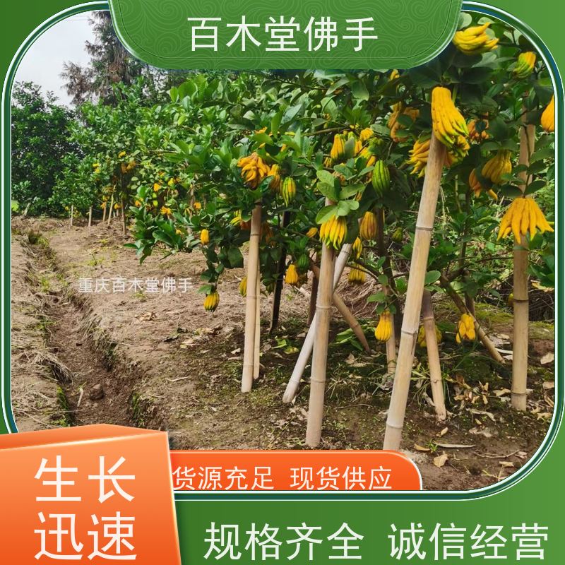 百木堂 川佛手苗种植技术 适用性强 规格齐全 道路绿化行道苗