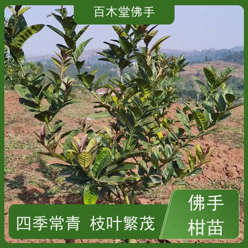 百木堂园林景区栽植贝母种植造型优美 用途广泛