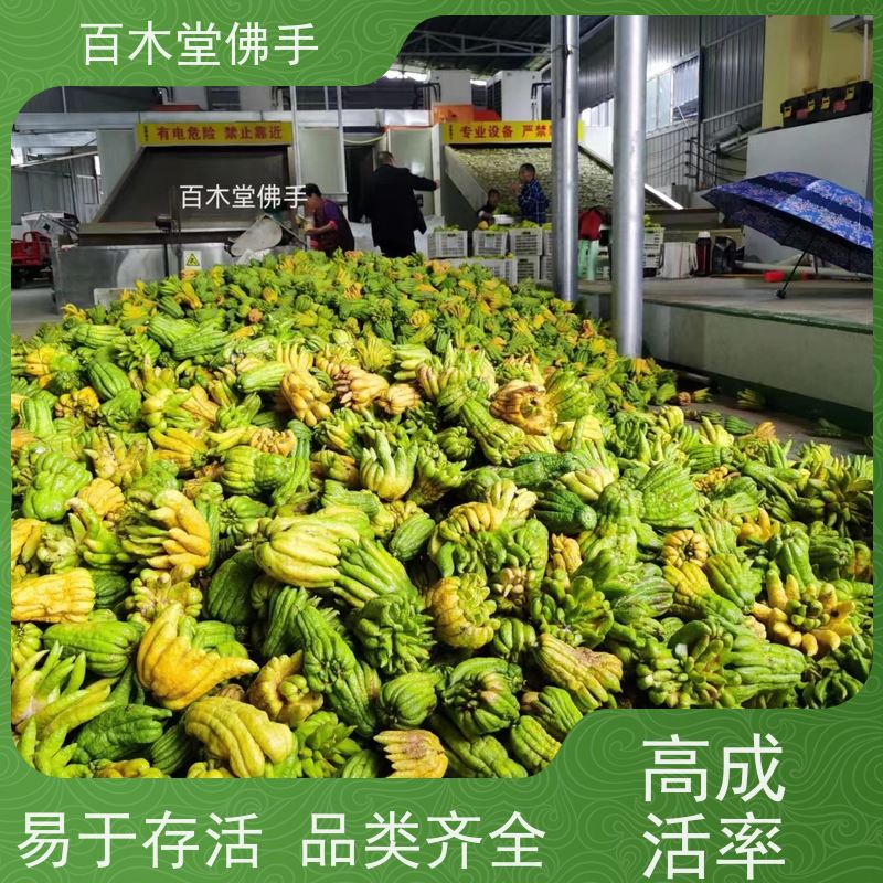 百木堂中药材种植基地 佛手1号良种树形丰富 生长迅速