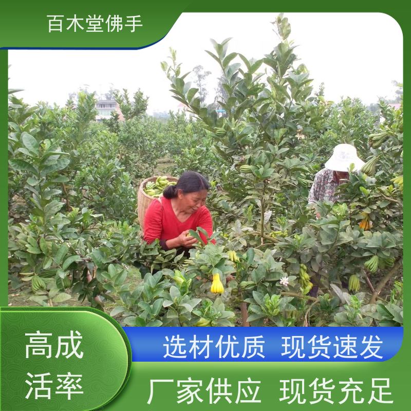 百木堂中药材种植基地 良种佛手苗观赏植物 生长迅速