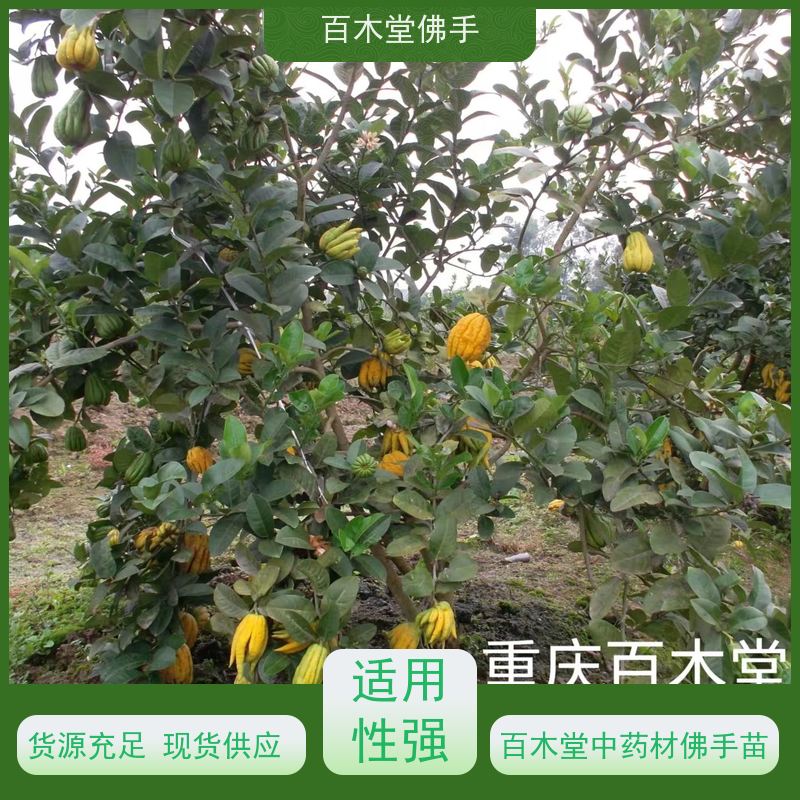 百木堂 重 庆佛手苗 产量高 用途广泛 用于庭院装饰
