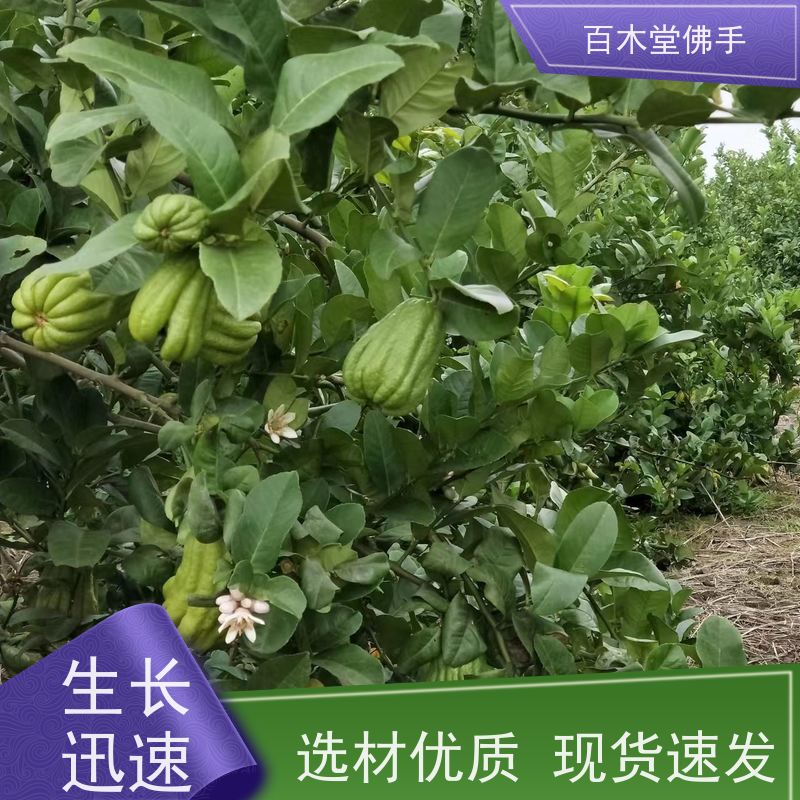百木堂 重 庆佛手苗 造型优美 易成活 用于室内外盆景