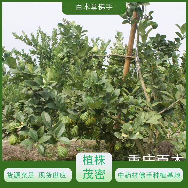 百木堂 广佛手苗 生长环境适应性强 用于室内外盆景