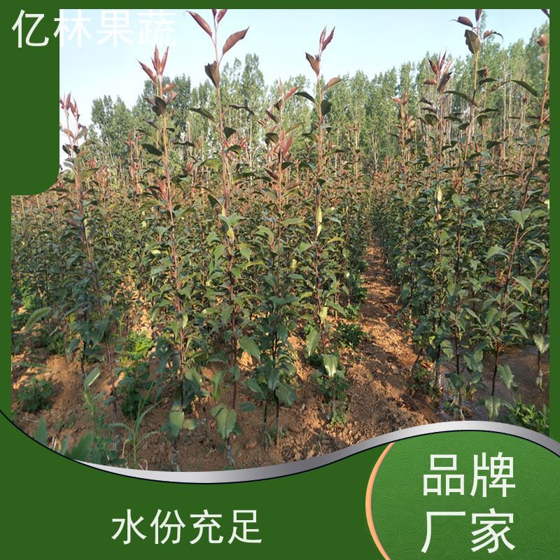 基地供应 秋彤桃 南北方种植 桃树果树苗 根系饱满成活率高