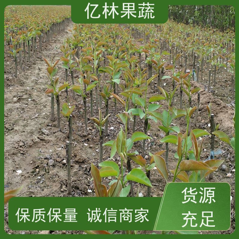 基地供应 黄桃苗 盆栽地栽庭院桃树苗苗 根系饱满成活率高