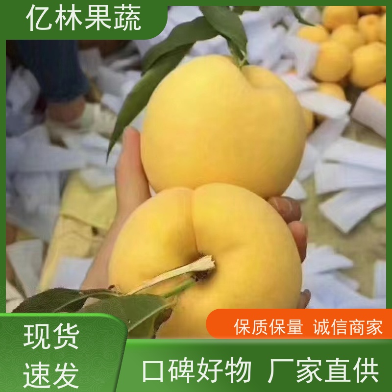 亿林苗木 园林嫁接桃苗 新品种挑苗 香甜可口 根系饱满成活率高