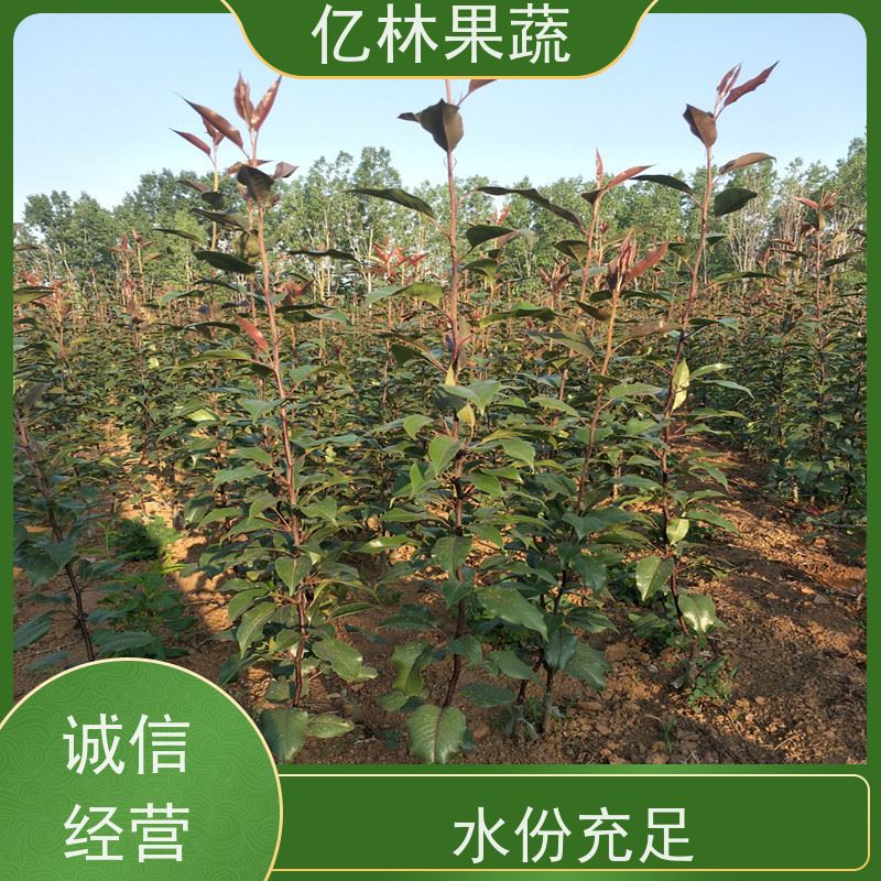 基地供应 黄桃苗 嫁接技术指导 抗寒能力强 根系饱满成活率高