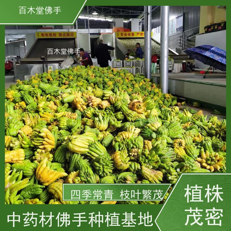 百木堂 广佛手 高成活率 较耐干旱 种苗基地直供