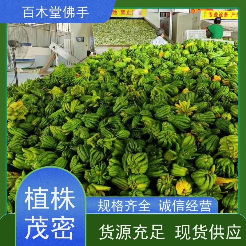 百木堂 广佛手 高成活率 较耐干旱 园林景区栽植