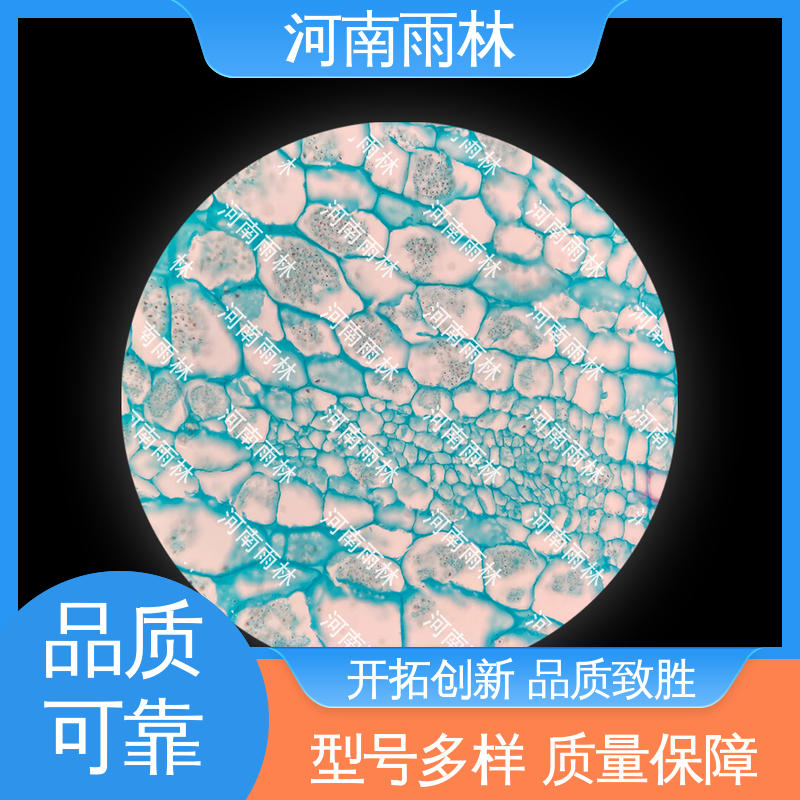 雨林教育 细胞清晰 个性化定做 可后期加工 实验标本