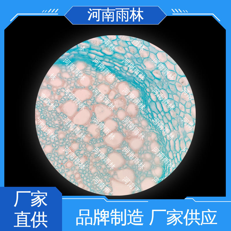 雨林教育工程 个性化定做 切片安全 病害标本 可定制