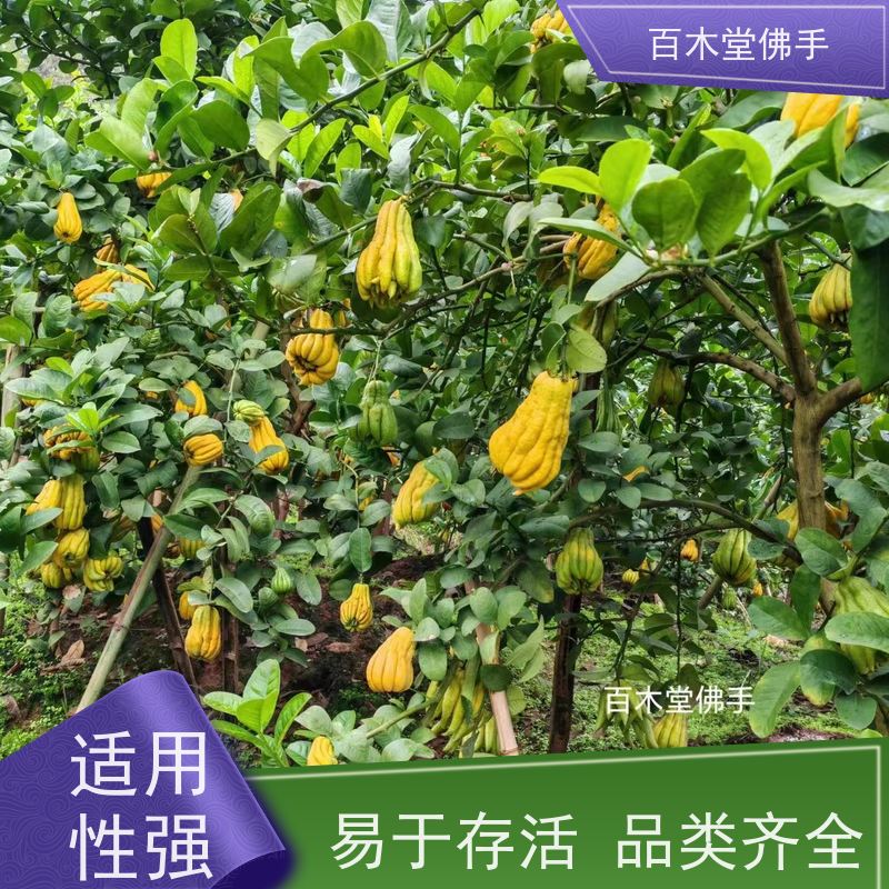 百木堂 广佛手苗 高成活率 较耐干旱 道路绿化行道苗