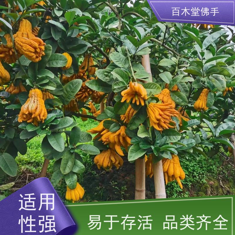 百木堂 广佛手苗 观赏植物 附加值高 园林景区栽植