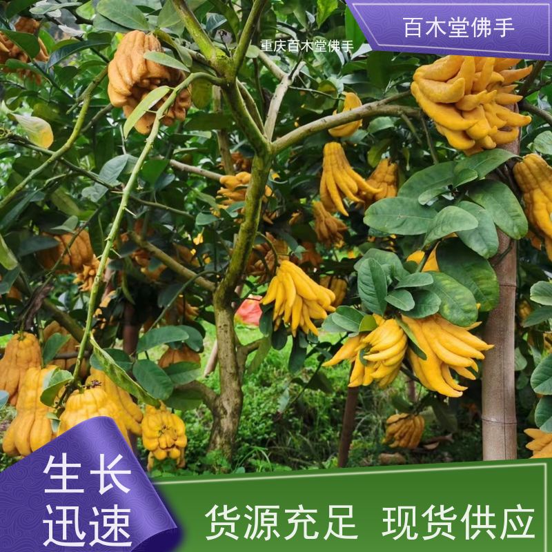 百木堂 川佛手苗种植技术 枝叶紧密 美丽多姿 植株茂密 用途广泛