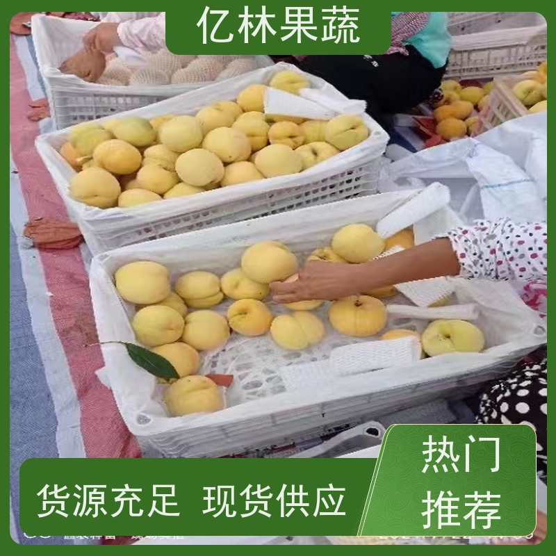 基地供应 园林嫁接桃苗 三公分现挖现发 品种齐全 易栽培桃树苗