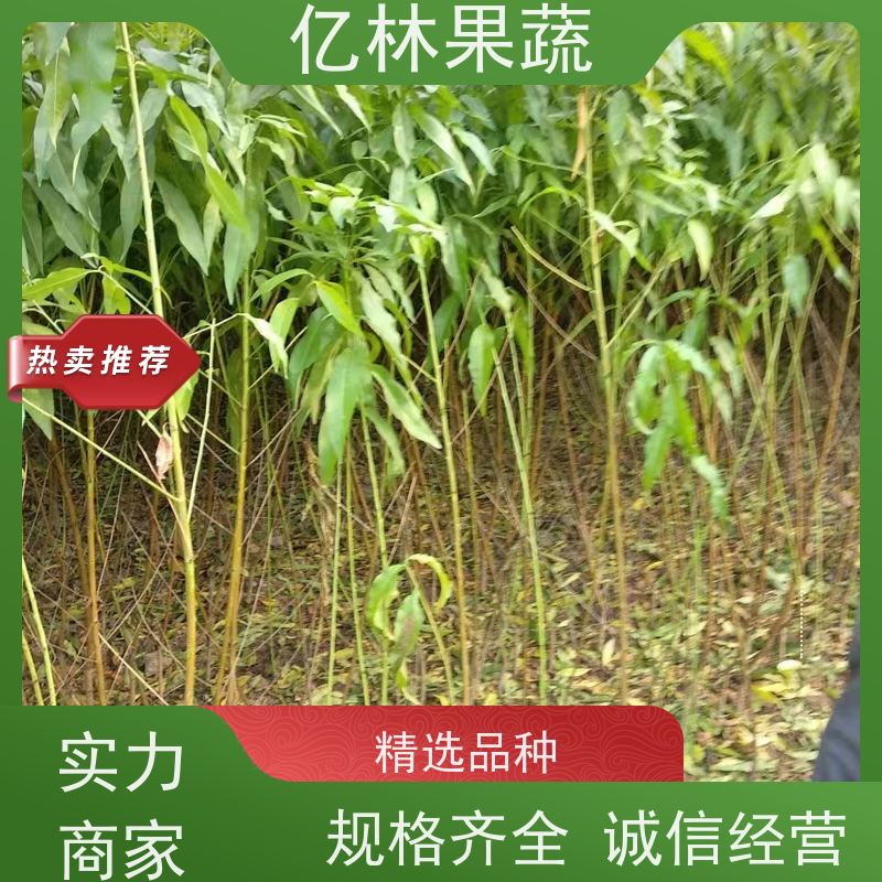 基地培育 黄桃苗 三公分现挖现发 品种齐全 易栽培桃树苗