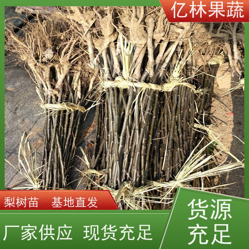 亿林苗木 黄桃苗 南北方种植 桃树果树苗 果实饱满味道好