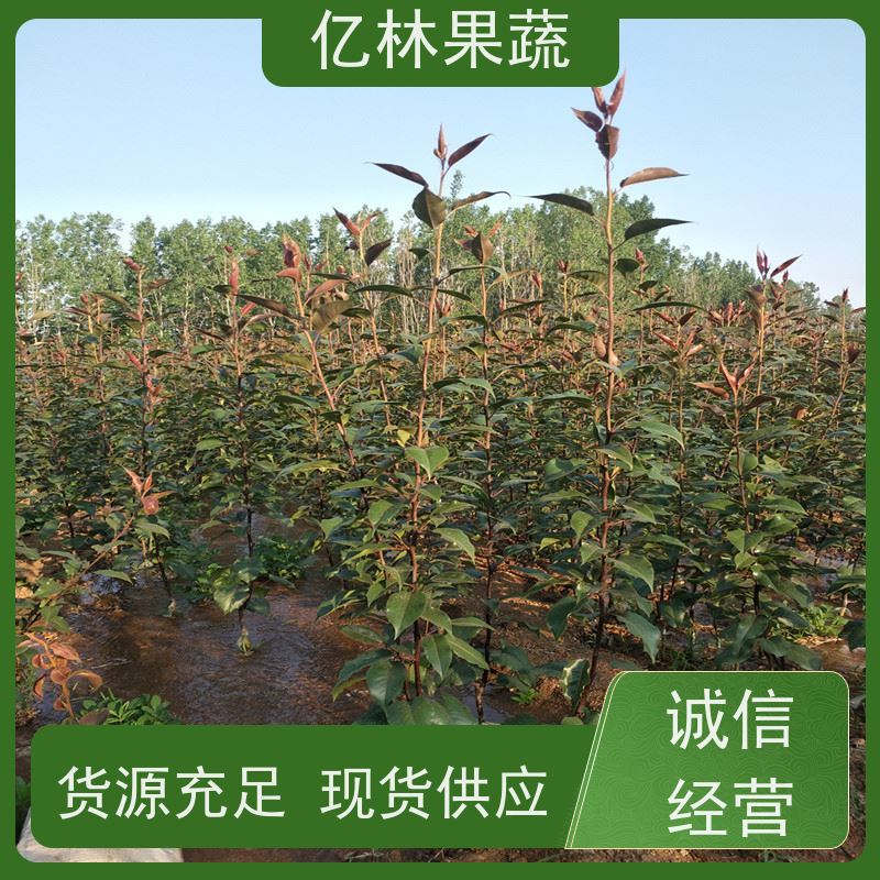 亿林苗木 秋彤桃 园林绿化果树苗 抗寒能力强 果实饱满味道好