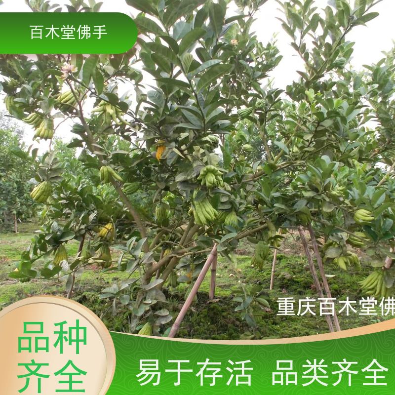 百木堂 重 庆佛手苗 园林景区栽植 用于室内外盆景