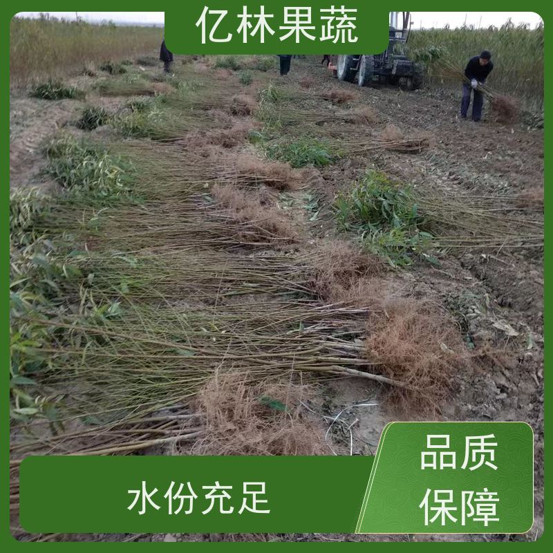 基地培育 园林嫁接桃苗 果树苗批发 当年结果 成活率高
