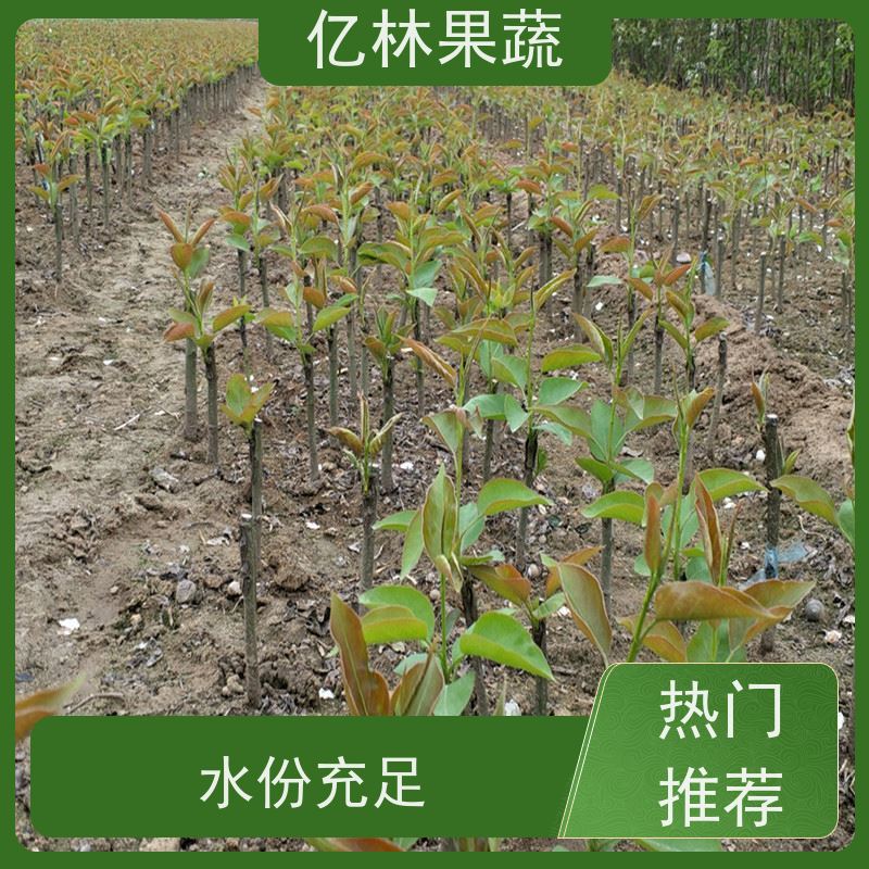 亿林苗木 冬桃苗 新品种挑苗 香甜可口 根系饱满成活率高