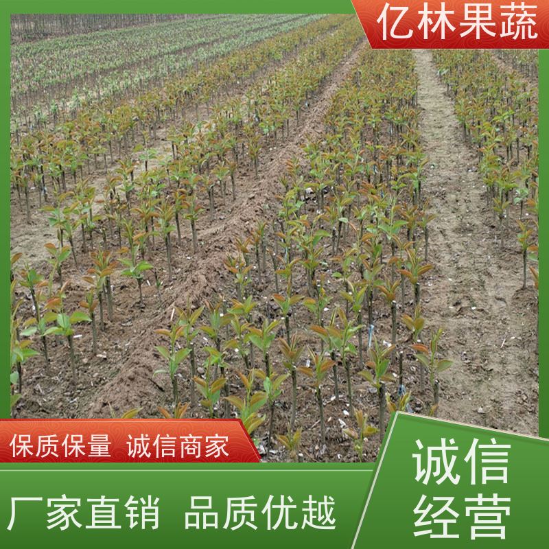 基地培育 冬桃苗 园林绿化果树苗 抗寒能力强 根系饱满成活率高