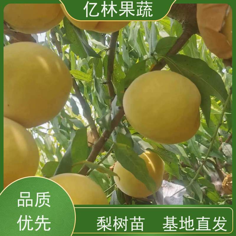 亿林苗木 桃树苗 晚熟品种桃 口感脆甜 果实饱满味道好