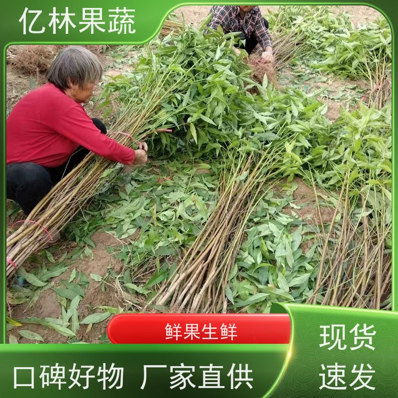 基地供应 油桃苗 果树苗批发 当年结果 成活率高
