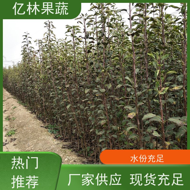 亿林苗木 园林嫁接桃苗 现挖现发新鲜 粗两公分 成活率高