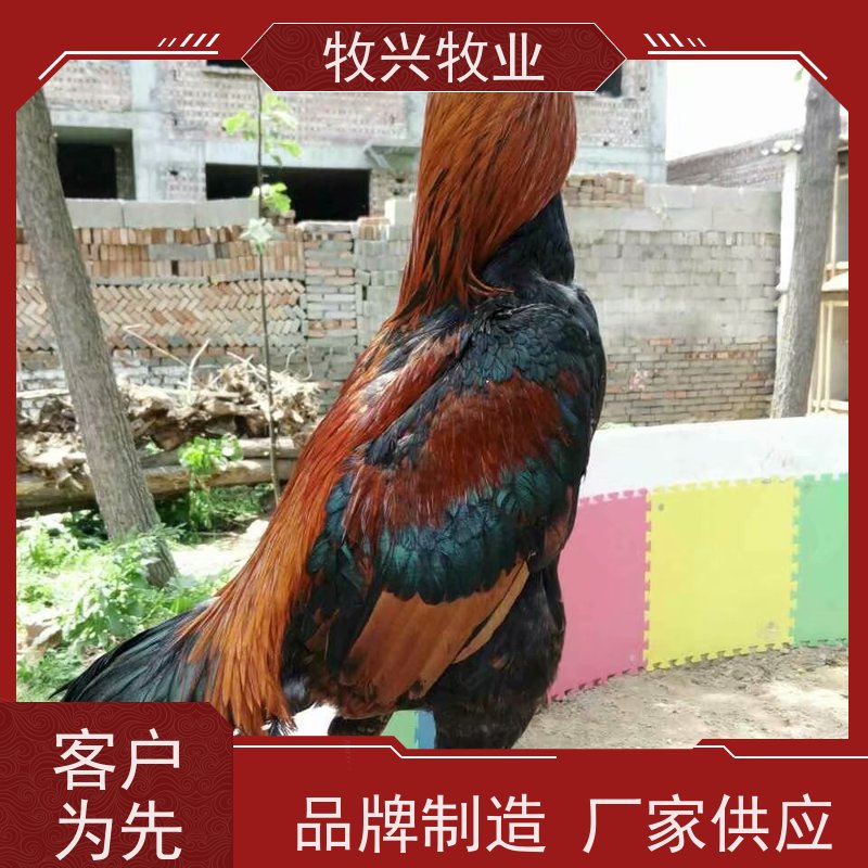 越南鬼子斗鸡苗 比赛斗鸡价钱 改良斗鸡苗批发