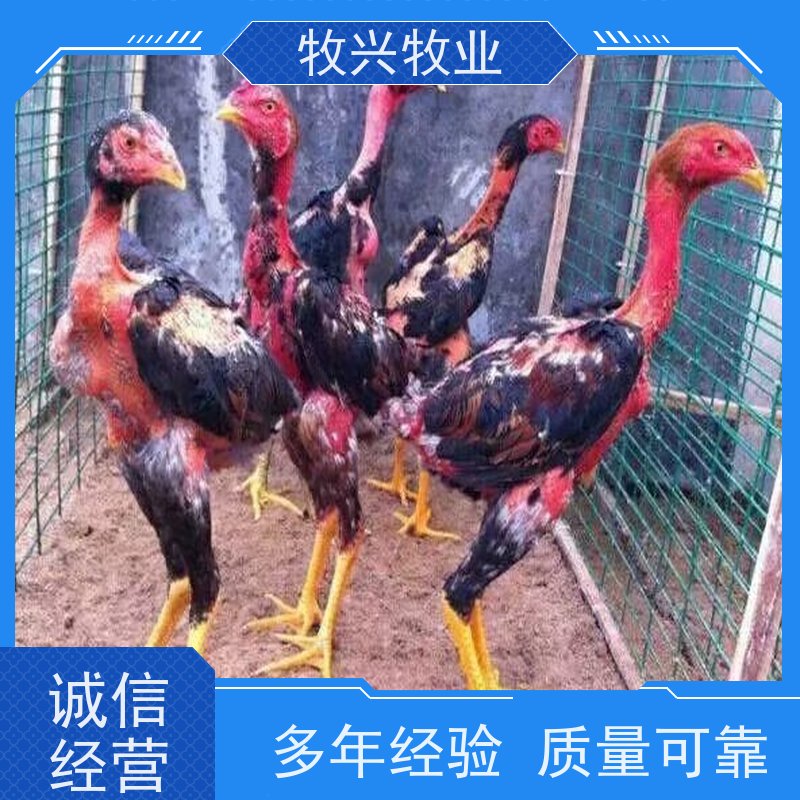 出售斗鸡苗批发