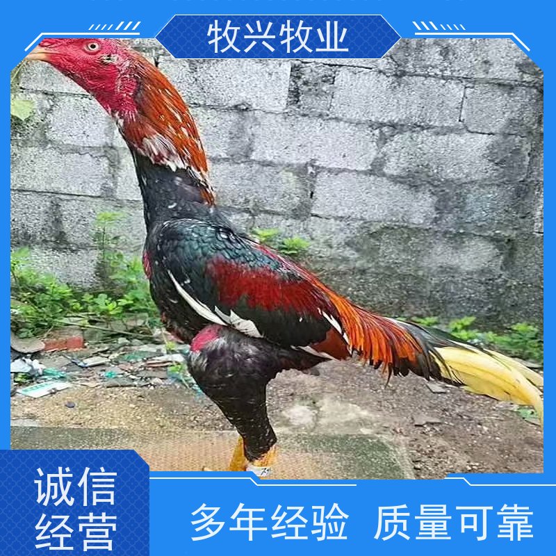 贵州鬼子斗鸡养殖基地 越南鬼子斗鸡 脱温斗鸡苗