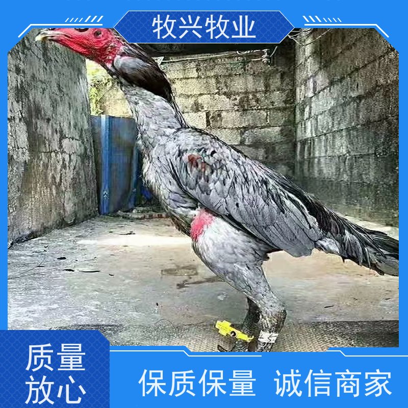 洛阳观赏斗鸡比赛斗鸡 