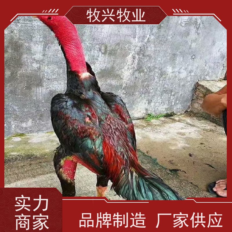 越南斗鸡苗市场价钱