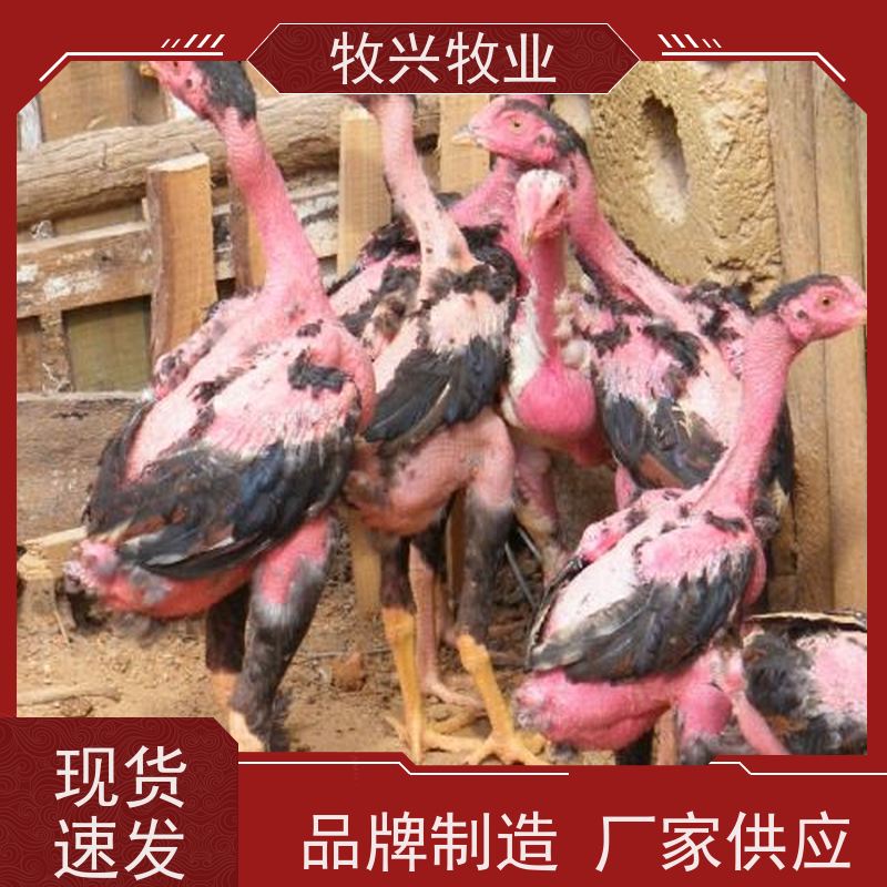 斗鸡苗买卖市场
