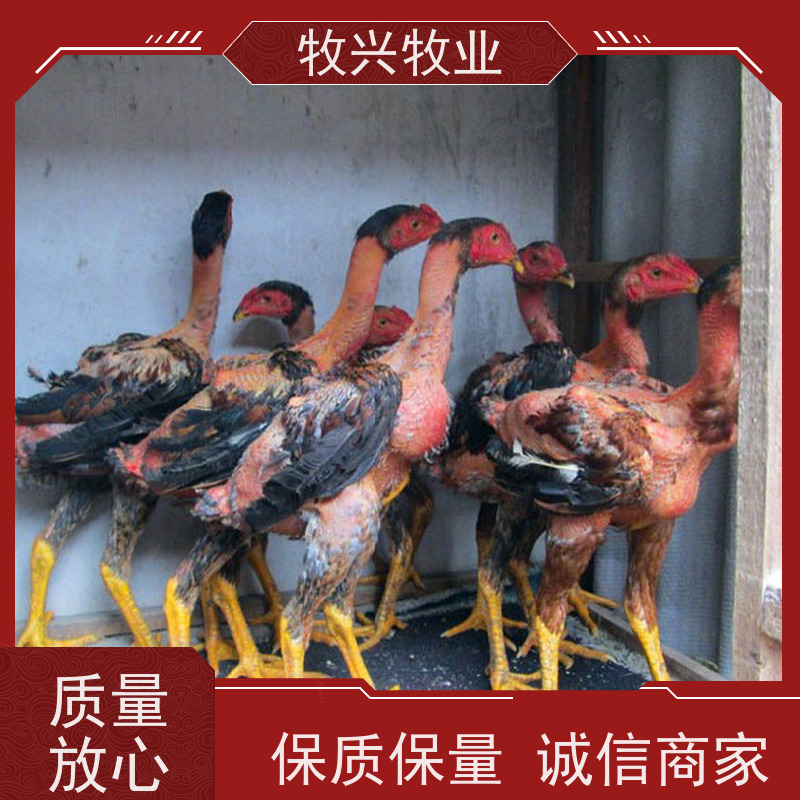 观赏长尾斗鸡观赏鸡 批发斗鸡