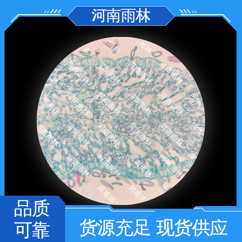 雨林教育工程 颜色鲜亮 性价比高 专业 教学切片