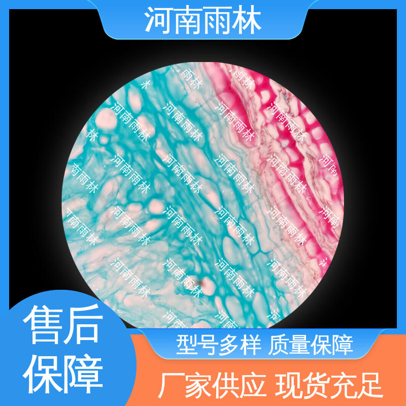 雨林教育 个性化定做 颜色鲜亮 可提供材料 植物标本