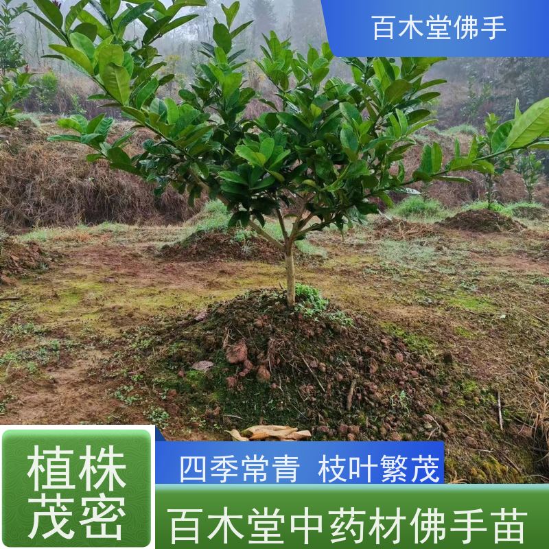 百木堂 广佛手苗 适用性强 规格齐全 城市景观绿化树 