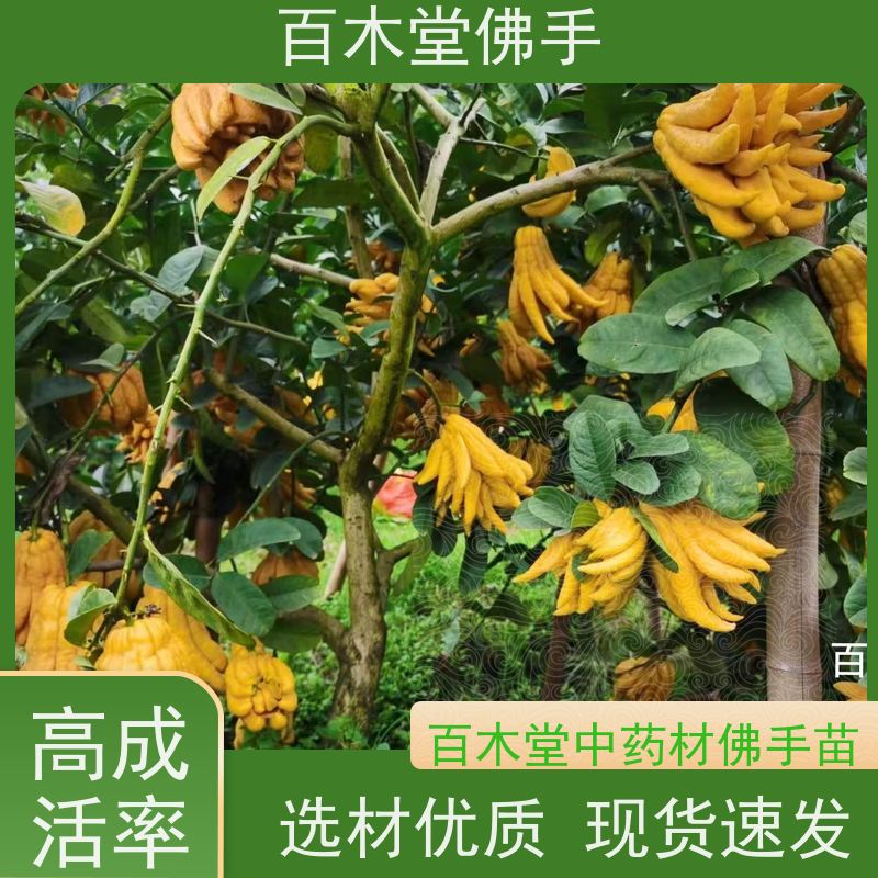 百木堂 广佛手苗 产量高 用途广泛 中药材种植基地 