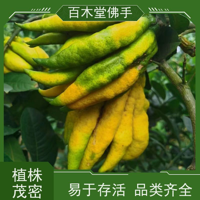 百木堂 佛手柑苗种植技术 产量高 造型优美 易成活 用于室内外盆景