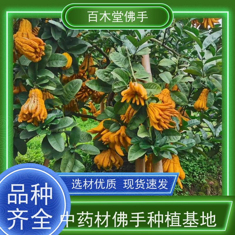 百木堂 川佛手苗种植技术 树形丰富 成活率高 植株茂密 用途广泛