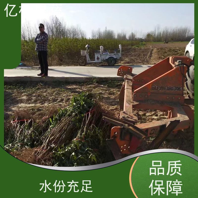 基地供应 晚熟桃树苗 现挖现发 口感香甜 果实饱满味道好