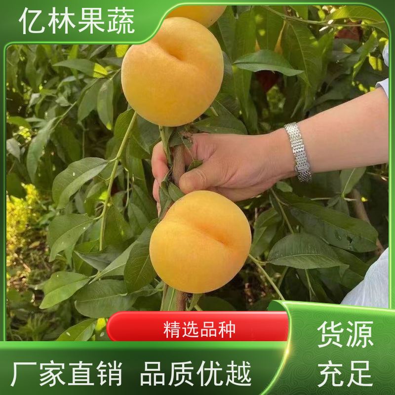 亿林苗木 油桃苗 三公分现挖现发 品种齐全 果实饱满味道好