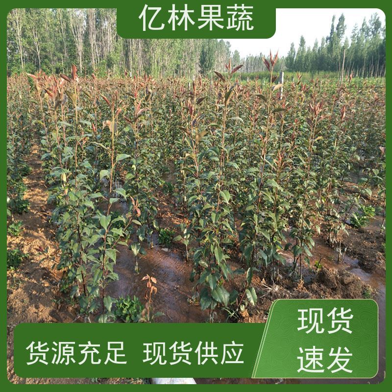 基地培育 黄桃苗 晚熟品种桃 口感脆甜 成活率高