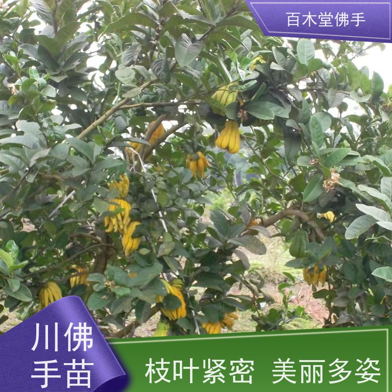 百木堂 广佛手苗 枝叶紧密 美丽多姿 用于庭院装饰