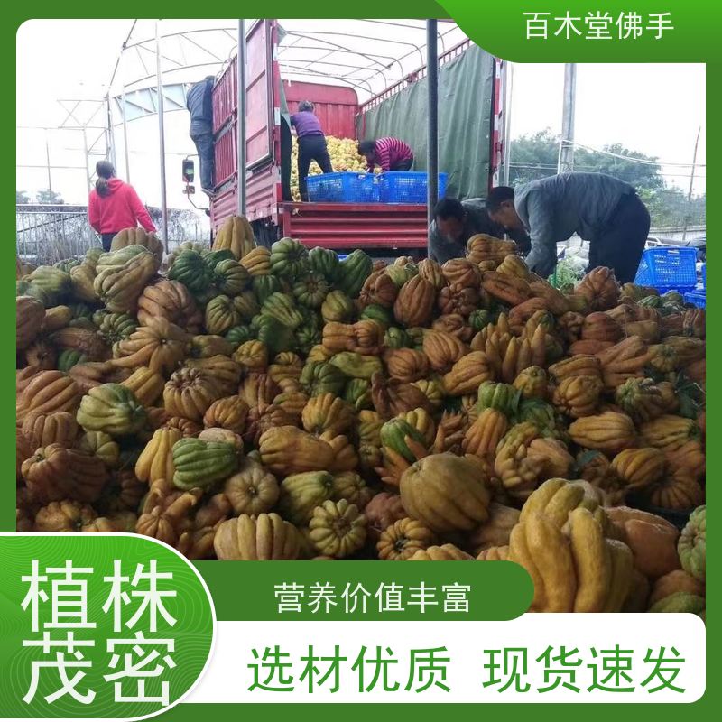 百木堂 广佛手 生长环境适应性强 中药材种植基地 