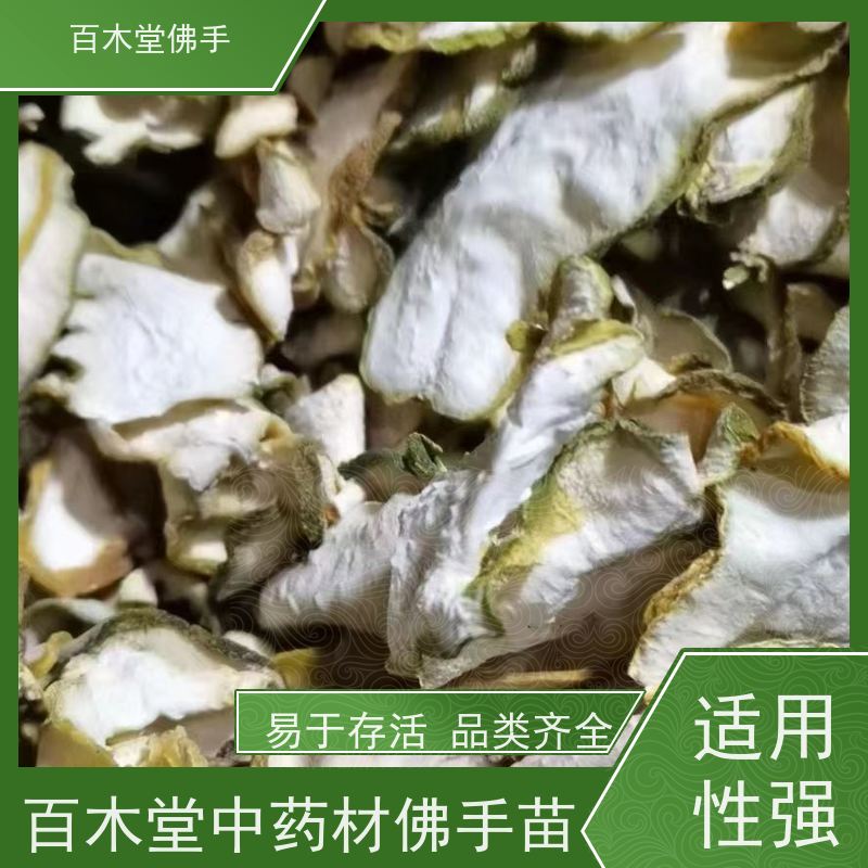 百木堂 金 佛手 产量高 用途广泛 中药材种植基地 