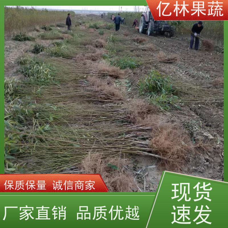 基地供应 桃树苗 三公分现挖现发 品种齐全 果实饱满味道好
